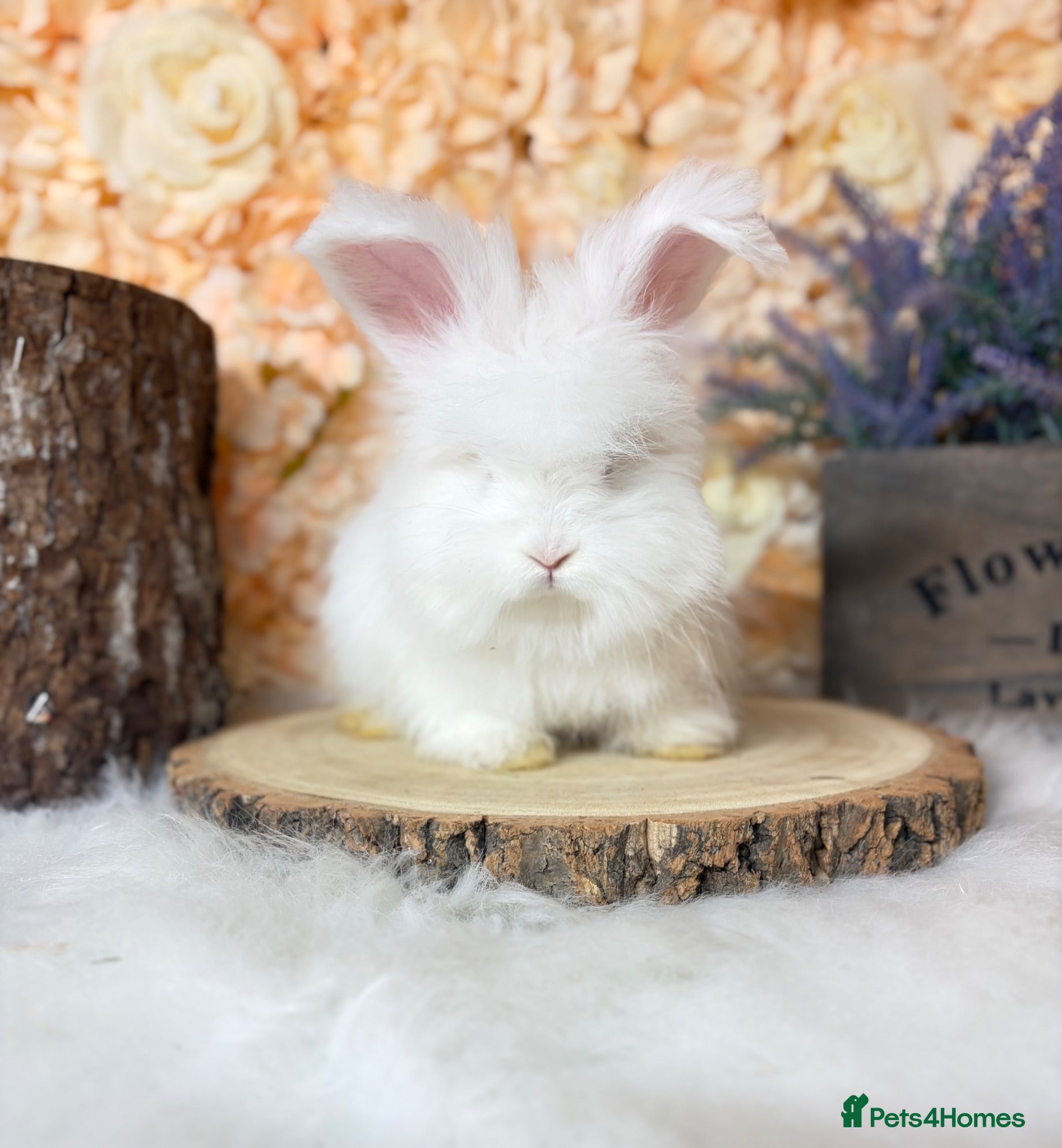 Angora rabbits 🌟 PEDIGREE ENGLISH ANGORA 🌟 - Advert 1