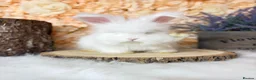 Angora rabbits for sale: 🌟 PEDIGREE ENGLISH ANGORA 🌟 - Advert 1