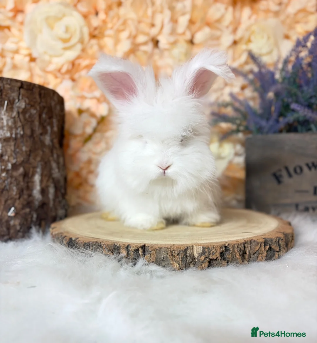 Angora rabbits for sale: 🌟 PEDIGREE ENGLISH ANGORA 🌟 - Advert 1