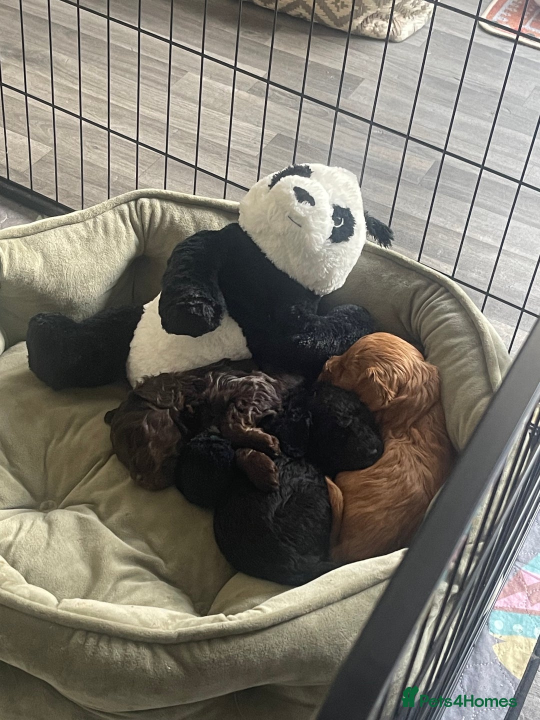 Cockapoo dogs for sale: STUNNING F2 cockapoo puppies for sale  - Advert 8