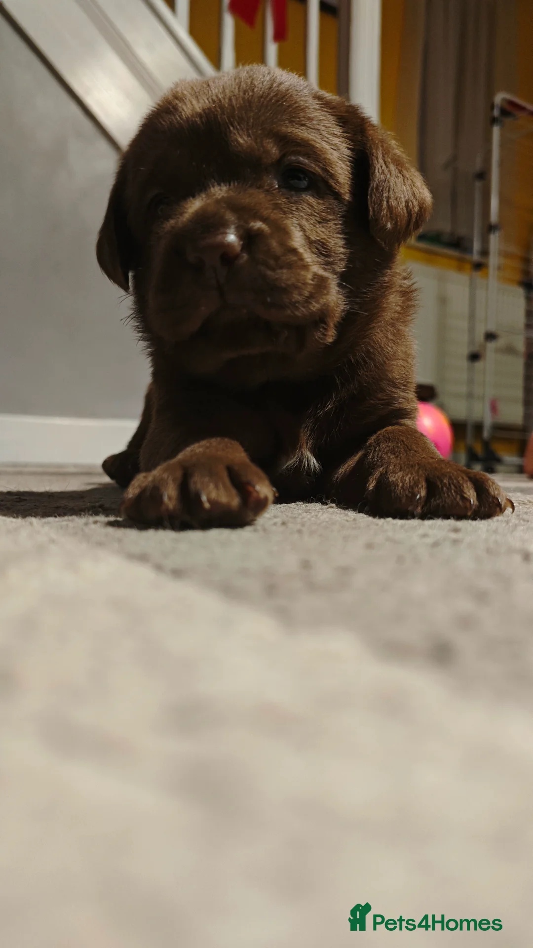 Labrador Retriever dogs for sale: Chocolate Labrador Retriever Puppies-Family Raised - Advert 15