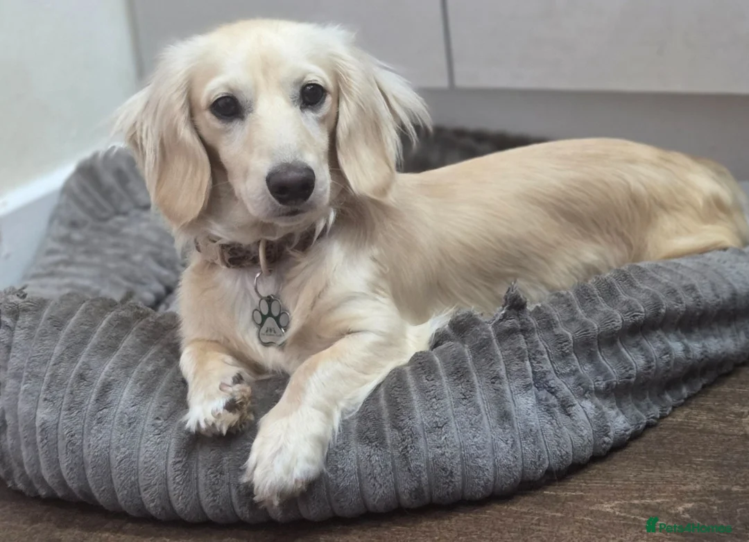 Miniature Dachshund dogs for stud: Iiee Cream long haired stud mini dachshund - Advert 1