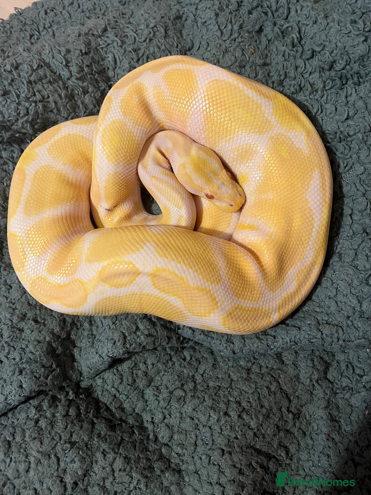 Python Snake reptiles Male Albino Ball Python (Royal Python) - Advert 2