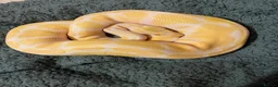 Python Snake reptiles for sale: Male Albino Ball Python (Royal Python) - Advert 2