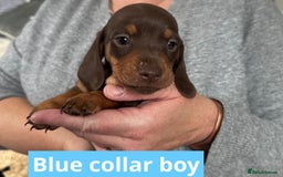 Miniature Dachshund dogs for sale: Miniature dachshund puppies - Image 13