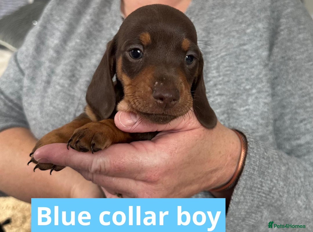 Miniature Dachshund dogs for sale: Miniature dachshund puppies - Image 13