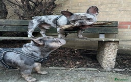 French Bulldog dogs for sale: BonBon & Hugo - Image 14