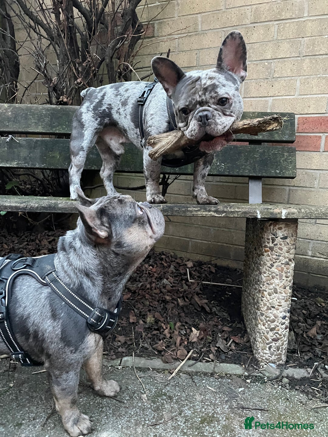 French Bulldog dogs for sale: BonBon & Hugo - Image 14