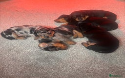 Miniature Dachshund dogs for sale: 🐾 Beautiful Miniature Dachshund 4 Girls 💕 🐾 - Image 3
