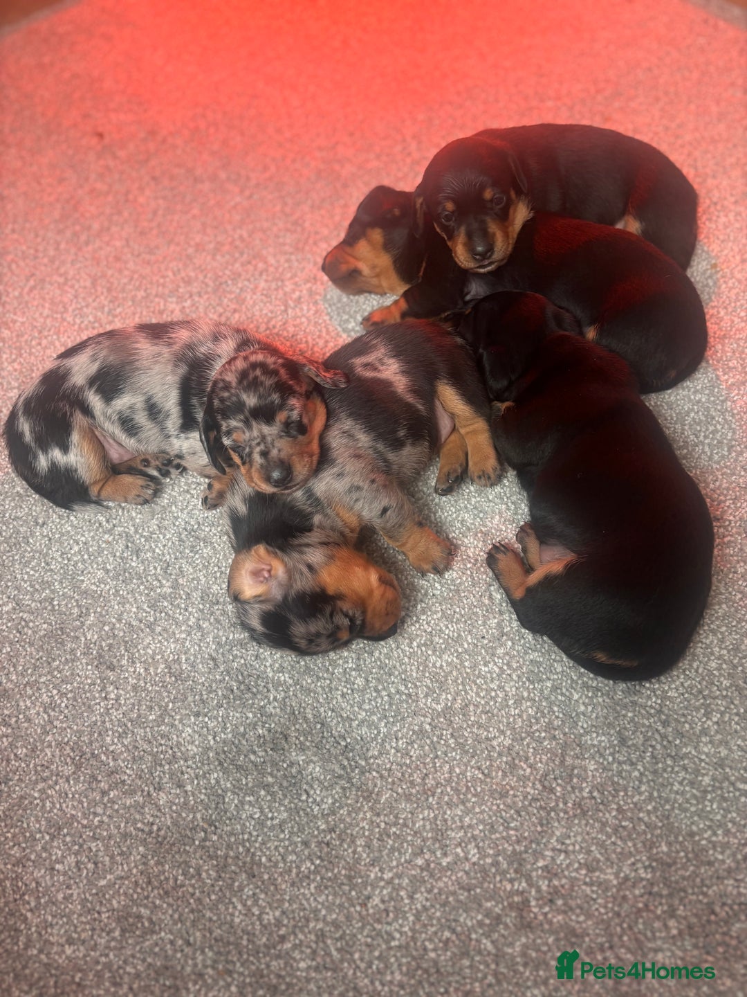 Miniature Dachshund dogs for sale: 🐾 Beautiful Miniature Dachshund 4 Girls 💕 🐾 - Image 3
