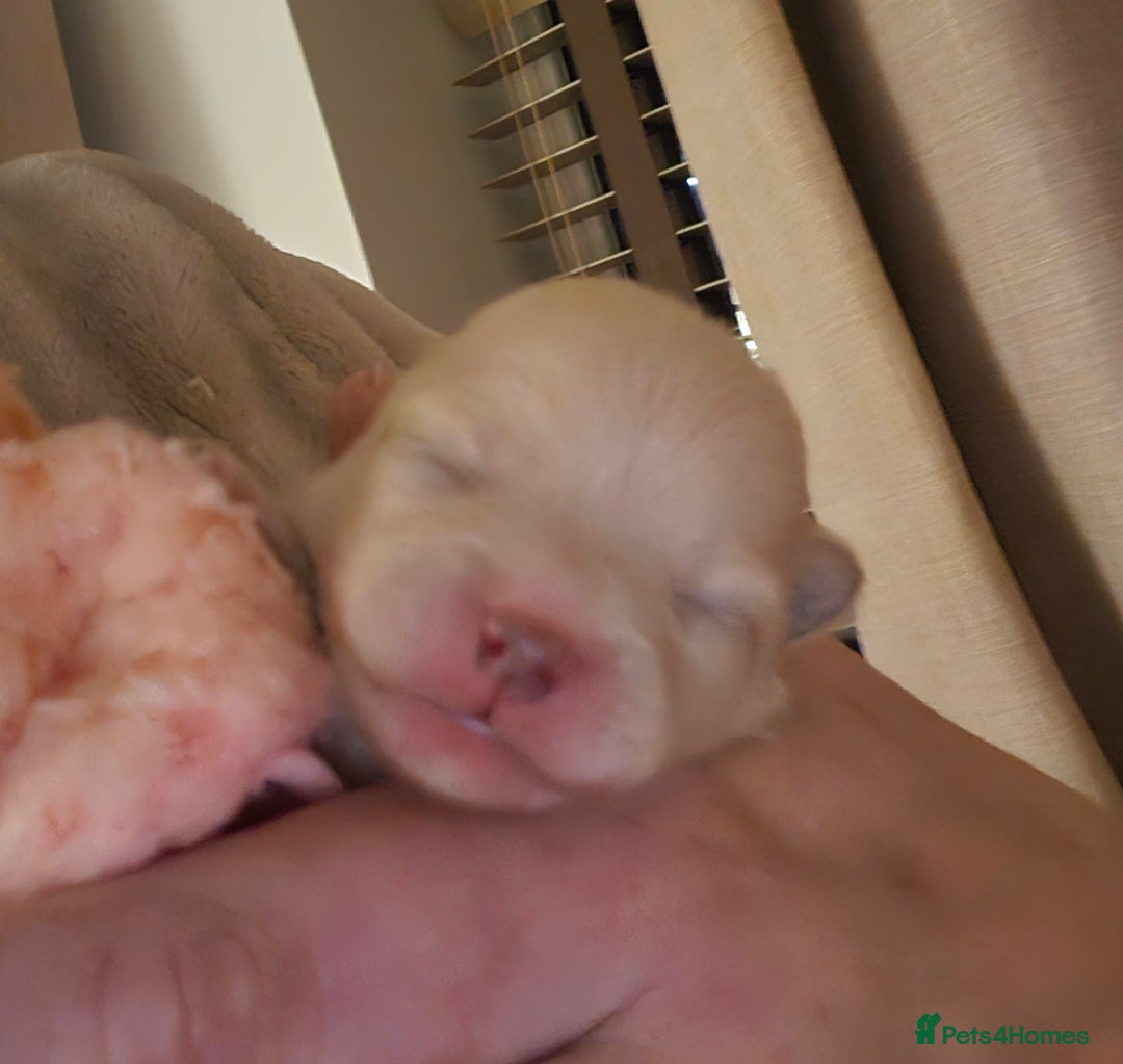 Pomeranian dogs for sale: 4 outstanding quality bear pomeranian puppies - Advert 10