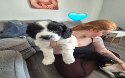Cockalier dogs for sale: Cavalier king Charles spaniel x cocker spaniel  - Image 10
