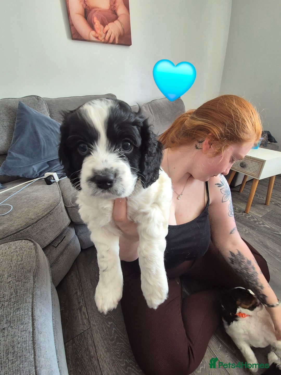 Cockalier dogs for sale: Cavalier king Charles spaniel x cocker spaniel  - Image 10