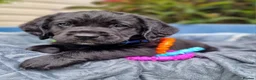 Springador dogs for sale: BEAUTIFUL SPRINGADOR PUPPIES - Advert 4