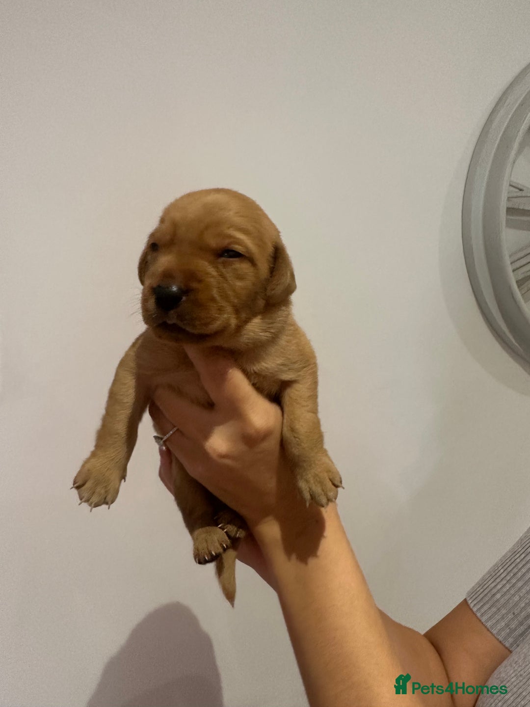 Labrador Retriever dogs for sale: Working Class Fox Red Labs  - Image 18
