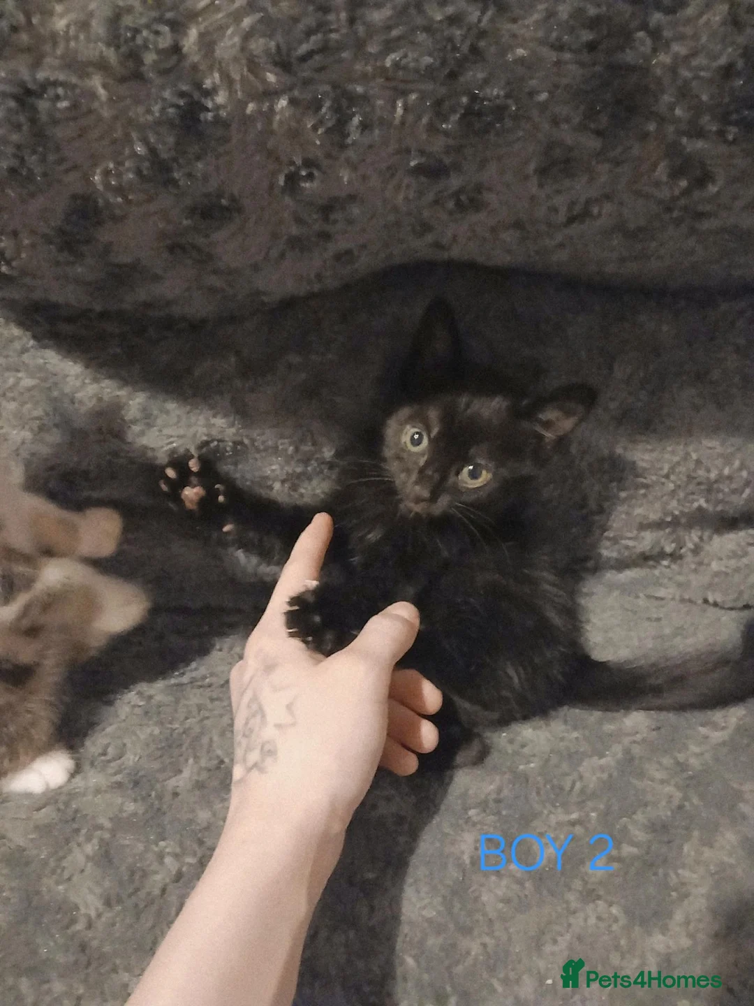Mixed Breed cats for sale: Mixed colour kittens looking for their new homes - Advert 16