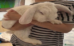 French Lop rabbits for sale: Male French lop - Image 7