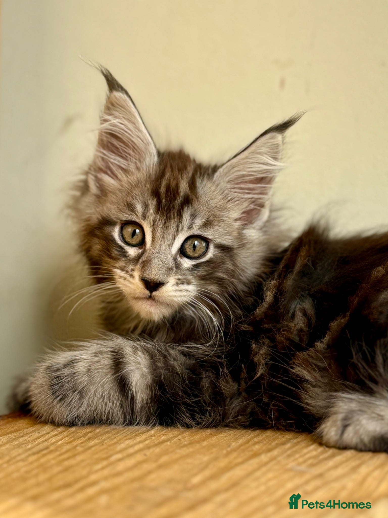 Maine Coon cats Beautiful Maine Coon kittens - Advert 2