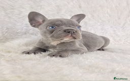 French Bulldog dogs for sale: Top Quality Lilac Girl Ready Now - Image 4