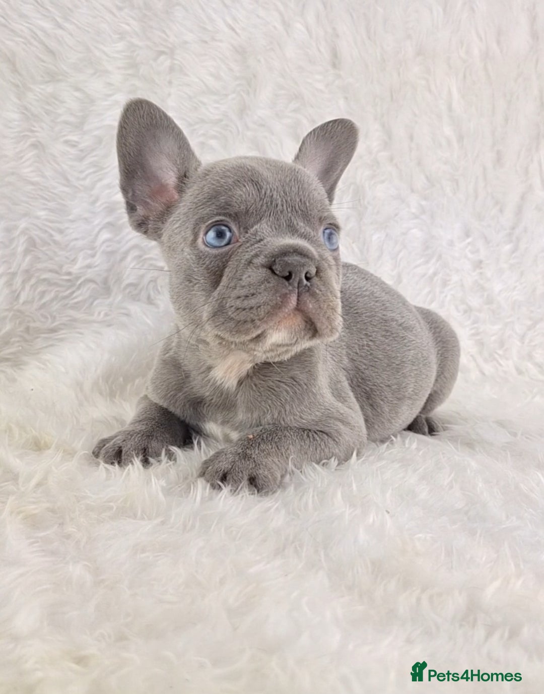 French Bulldog dogs for sale: Top Quality Lilac Girl Ready Now - Image 4