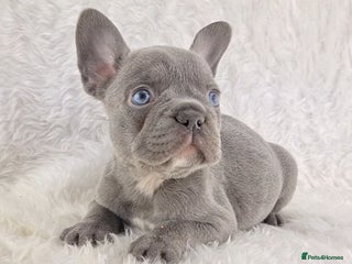 French Bulldog dogs - Advert 5