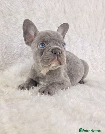 French Bulldog dogs - Advert 5