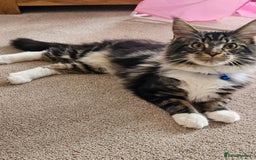 Maine Coon cats for sale: Male, Maine coon - Image 7