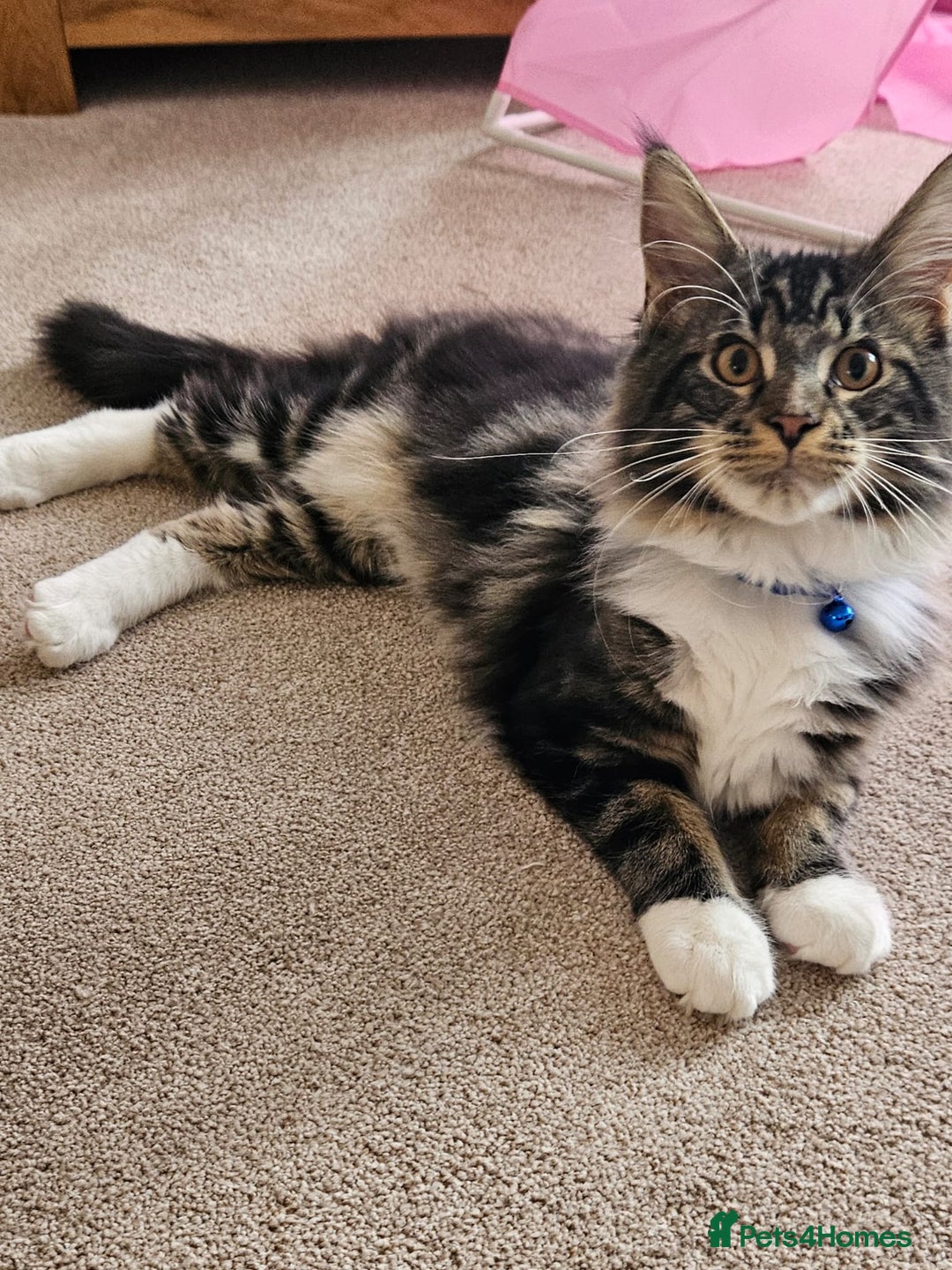 Maine Coon cats for sale: Male, Maine coon - Image 7