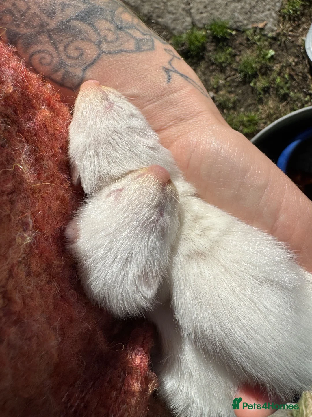 Ferret rodents for sale: X2 Jill ferrets  - Advert 5