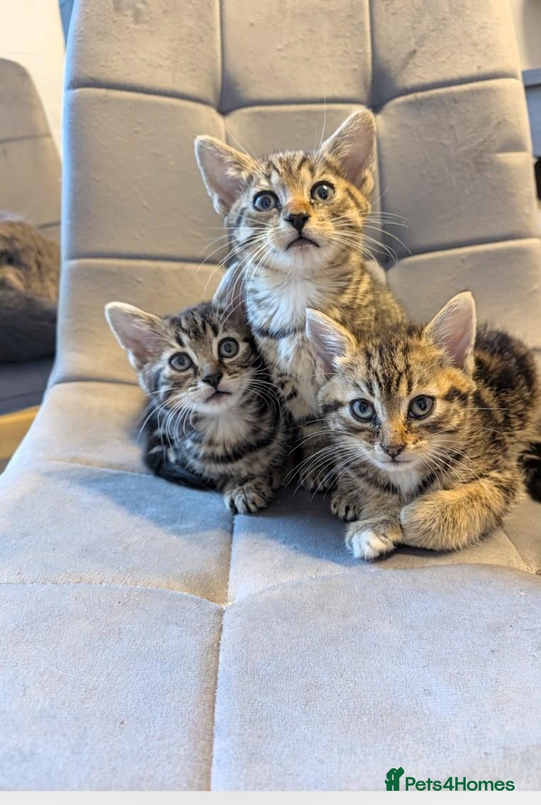 Mixed Breed cats Kittens  - Advert 17