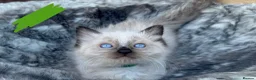 Ragdoll cats for sale: Pure breed ragdoll kittens READY NOW  - Advert 16