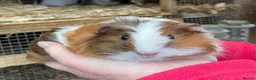 Guinea Pig rodents for sale: SWEET NATURED BABY GUINEA PIGS - Advert 1