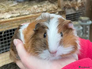 Guinea Pig rodents SWEET NATURED BABY GUINEA PIGS - Advert 3