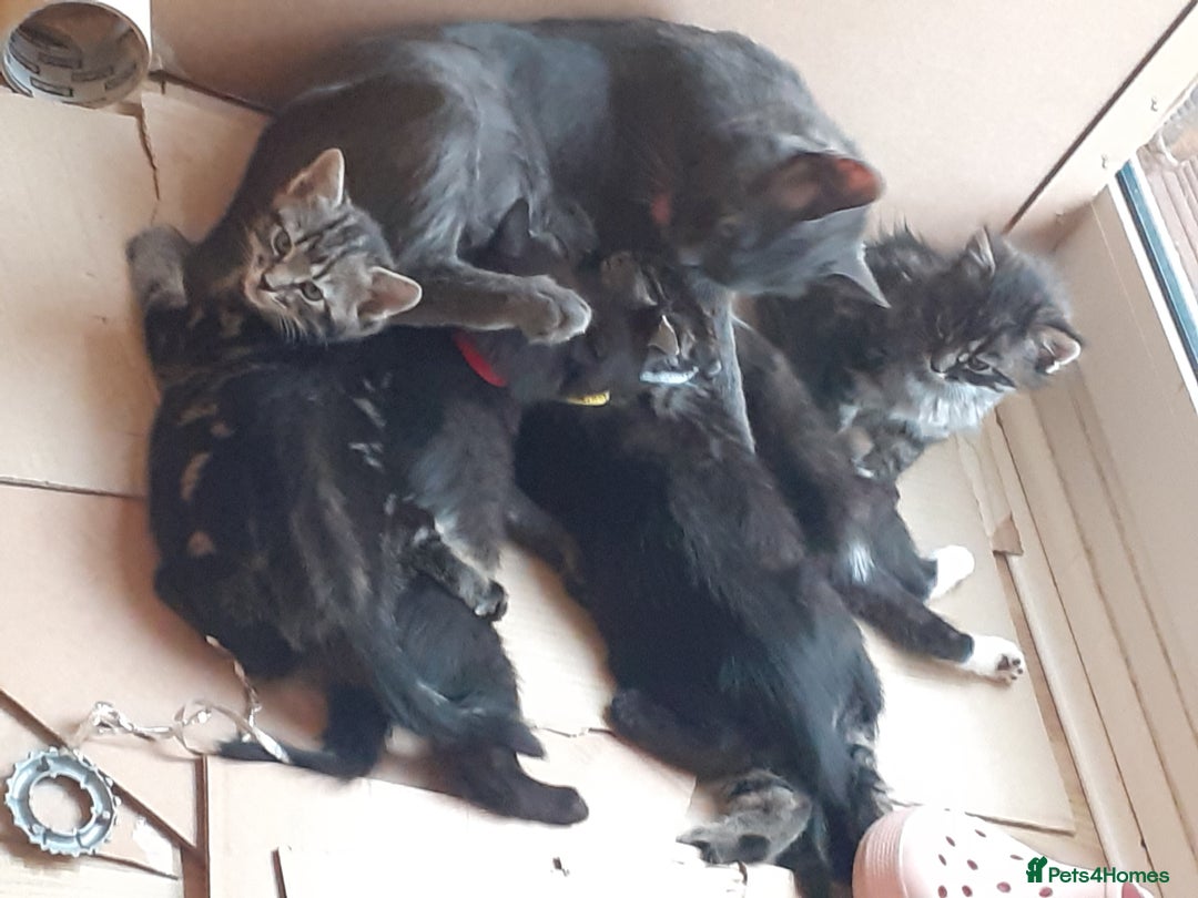Domestic Shorthair cats for sale: Beautiful, friendly, playful &healthy kittens - Image 8