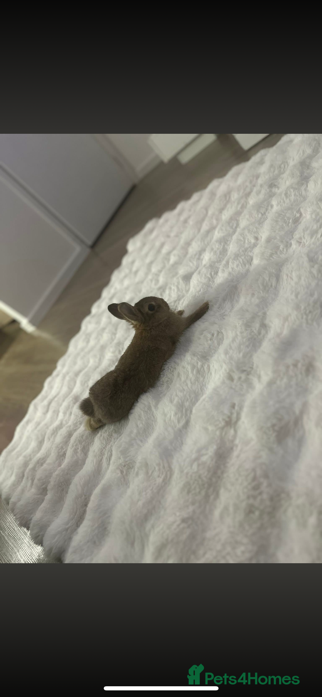 Netherland Dwarf rabbits for sale: Rabbit Netherlands dwarf female 4 months - Advert 2