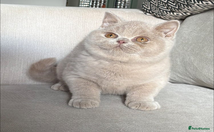 British Shorthair cats - Advert 1