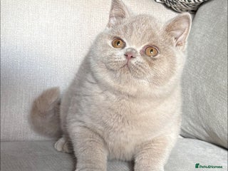 British Shorthair cats - Advert 16