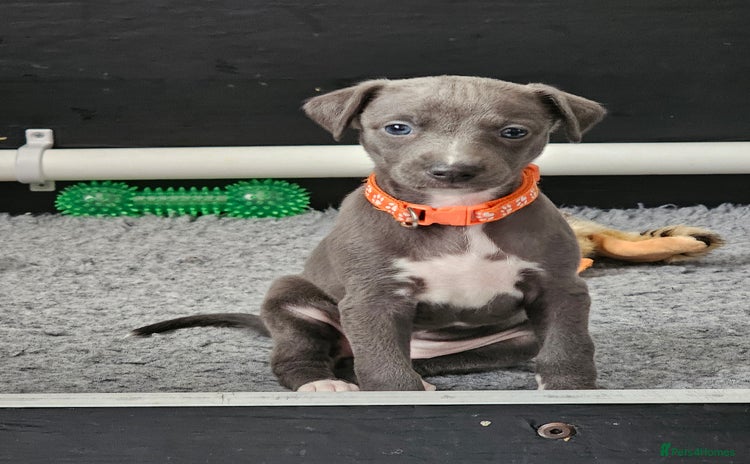 Whippet dogs - Advert 4
