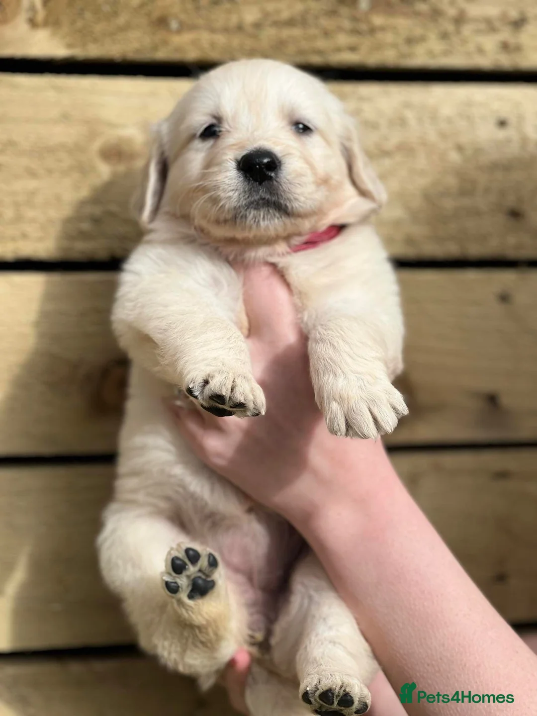 Golden Retriever dogs for stud:   ICT CLEAR Proven Golden Retriever for stud in Manchester - Advert 18