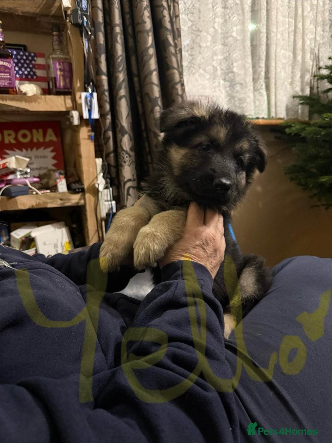 German Shepherd dogs for sale: German Shepherd pups  - Advert 3