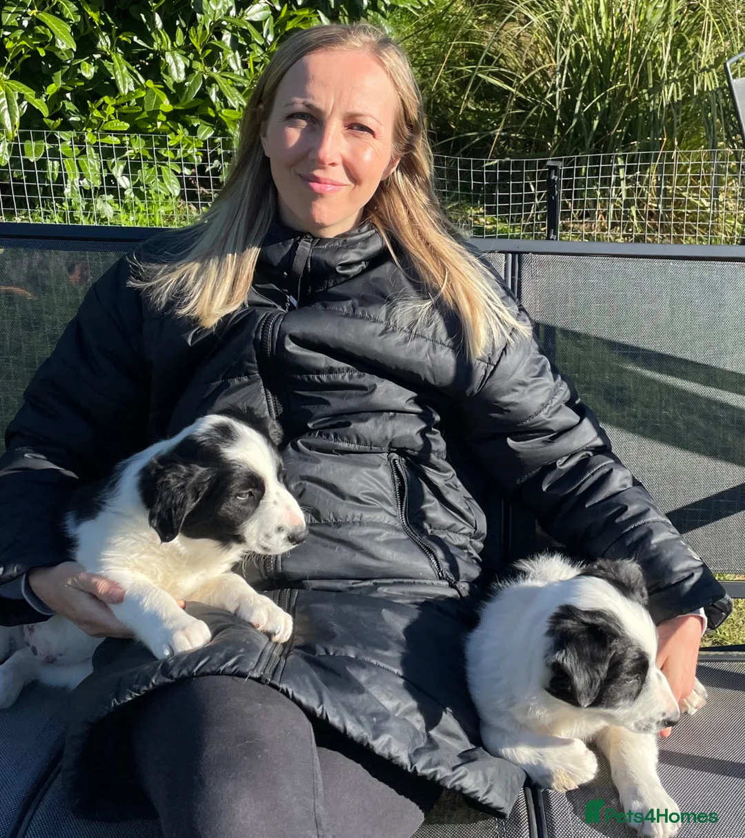 Border Collie dogs for sale: Absolutely Gorgeous Black&White Border Collie Pups - Advert 1