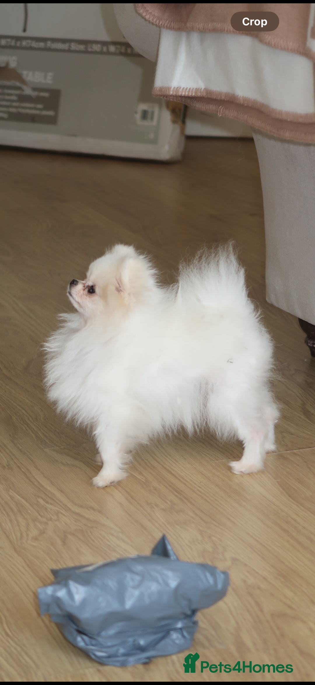 Pomeranian dogs for sale: Tiny white Pomeranian girl Russian import - Image 6