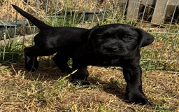 Labrador Retriever dogs for sale: KC Registered fully health tested working labrador - Image 4