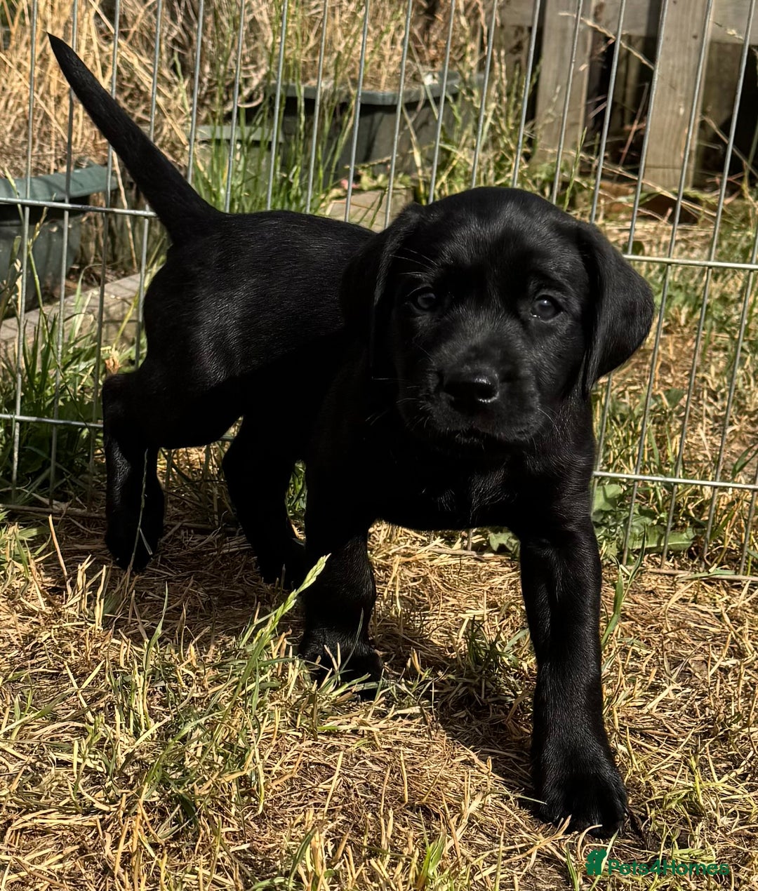 Labrador Retriever dogs for sale: KC Registered fully health tested working labrador - Image 4
