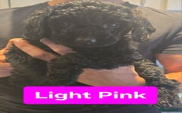 Double Doodle dogs for sale: Adorable Double Doodle puppies from family home - Image 2