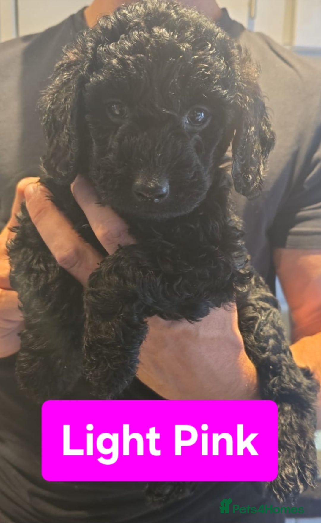 Double Doodle dogs for sale: Adorable Double Doodle puppies from family home - Image 2