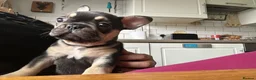 French Bulldog dogs for sale: Last two females left ready now - Advert 5