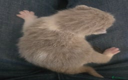 British Shorthair cats for sale: TICA reg British shorthair and longhair kittens - Image 5