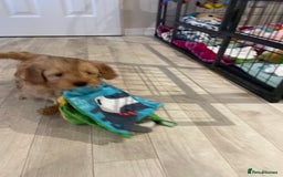 Maltipoo dogs for sale: 💖BEAUTIFUL LICENSED-BRED MALTIPOOS 💖 - Image 34