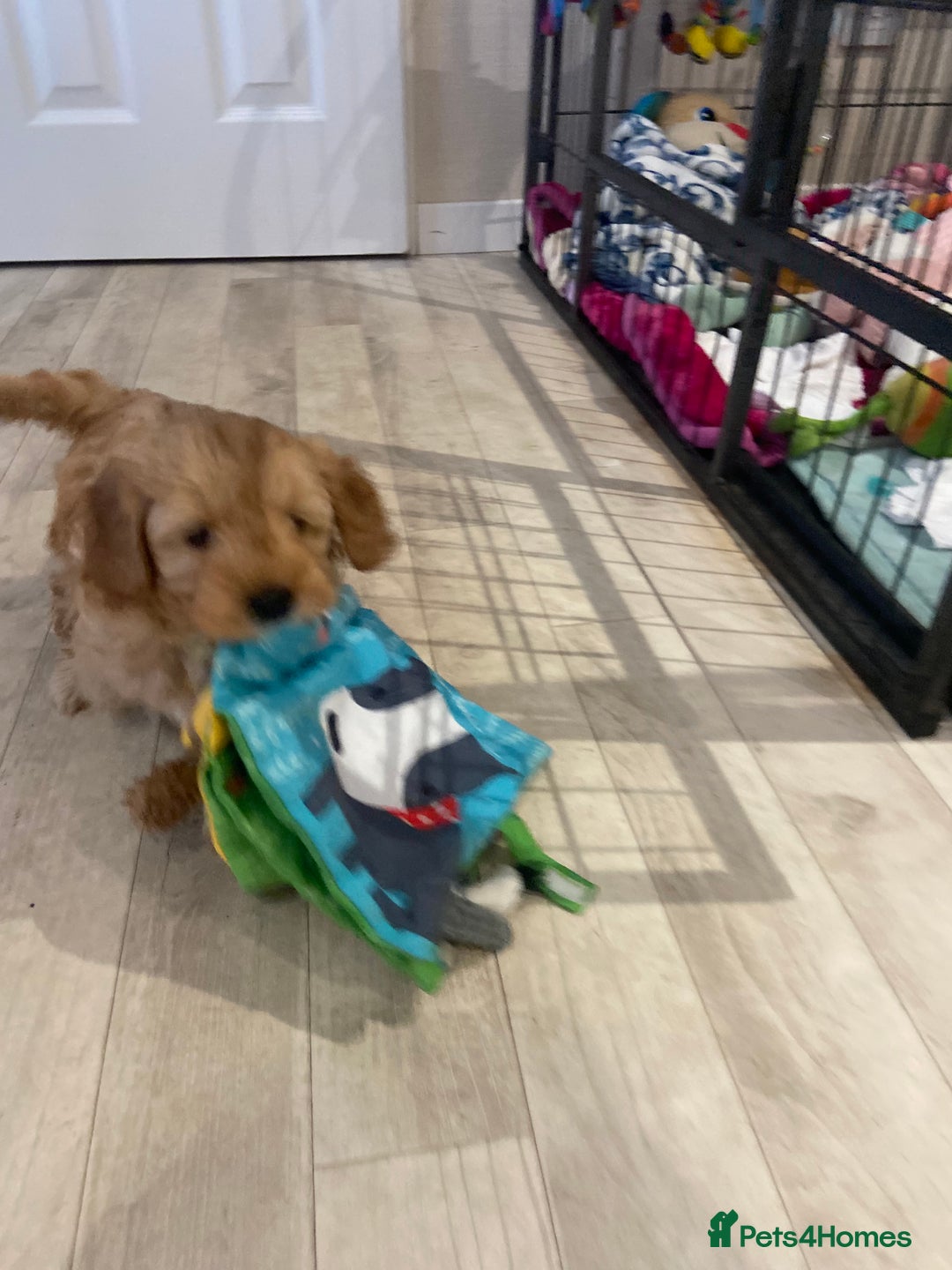 Maltipoo dogs for sale: 💖BEAUTIFUL LICENSED-BRED MALTIPOOS 💖 - Image 34